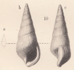 Zebinella planicosta (Von Koenen, 1892)