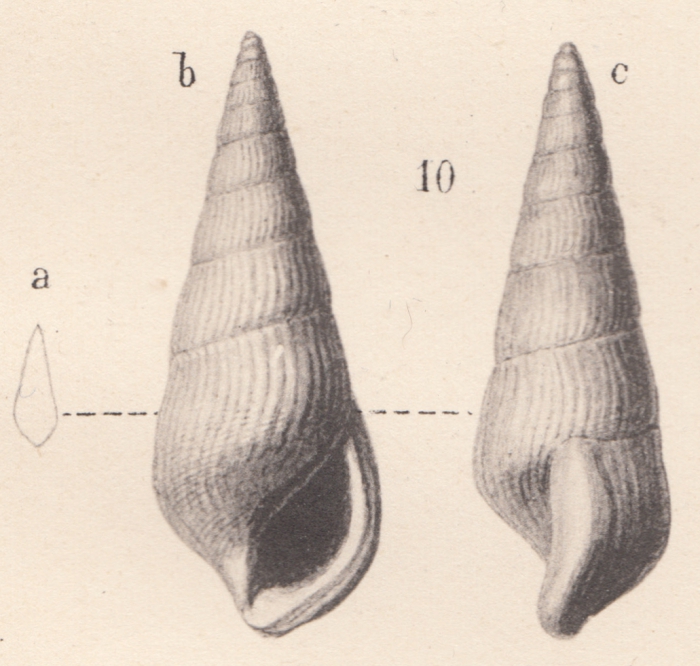 Zebinella planicosta (Von Koenen, 1892) Zebinella planicosta (Von Koenen, 1892)