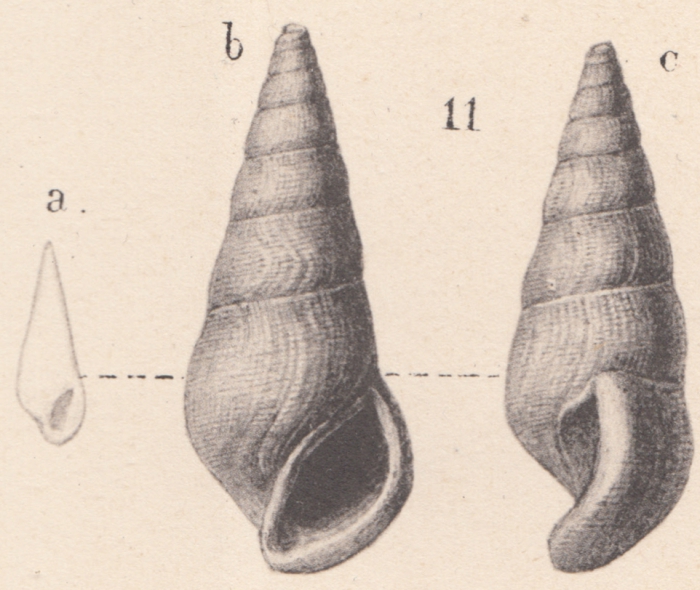 Zebinella geikiei (Von Koenen, 1892)