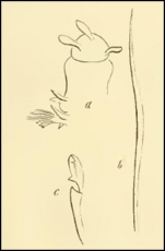 Syllis fusicornis Schmarda, 1861
