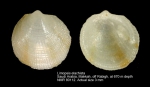 Limopsidae