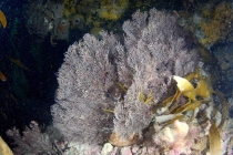 Clathrozoon wilsoni, Australia, outside Port Phillip Heads, 13 m deep;  photo J. Watson