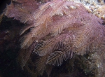 Stereotheca elongata, Australia, Popes Eye reef, near Port Phillip Heads, 2 m deep; photo J. Watson