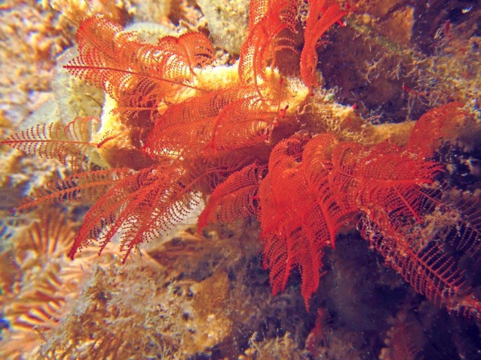 Halopteris glutinosa; Australia, Victoria, Western Port, 6 m deep; photo J. Watson Halopteris glutinosa; Australia, Victoria, Western Port, 6 m deep; photo J. Watson
