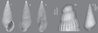 Rissoina mimbastaensis Lozouet, 2011
