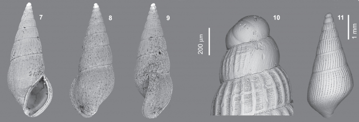 Rissoina mimbastaensis Lozouet, 2011