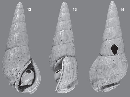 Rissoina lanotensis Lozouet, 2011