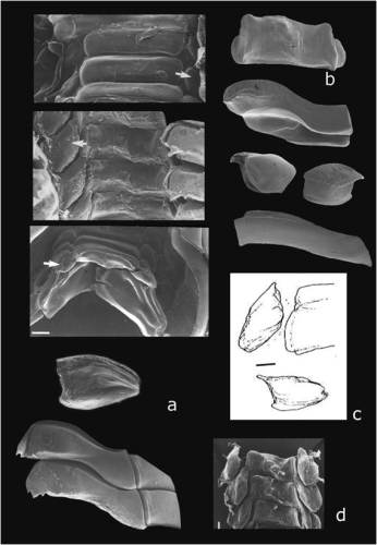 Picture of radulae of Calliodentalium