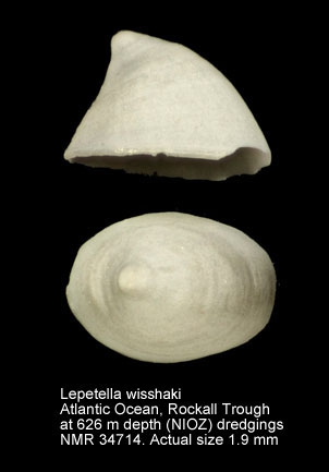 Lepetella wisshaki