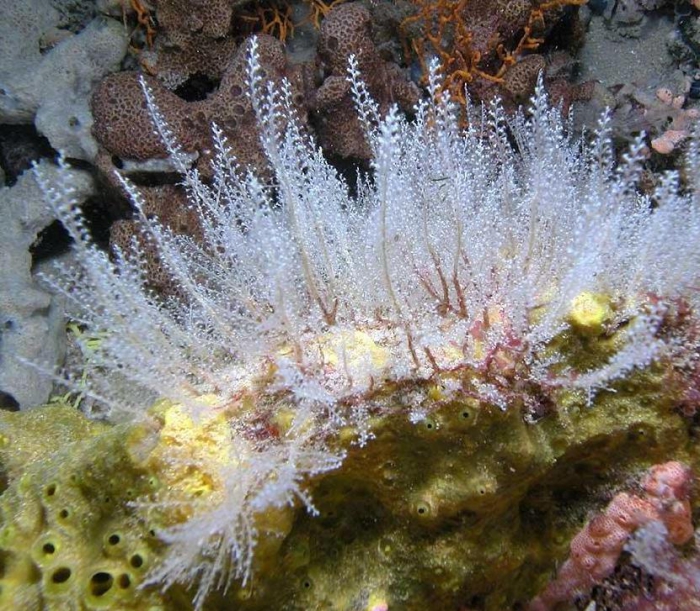 Sertularella robusta; Australia, Victoria, Port Philip Head, 10 m deep; photo J. Watson Sertularella robusta; Australia, Victoria, Port Philip Head, 10 m deep; photo J. Watson