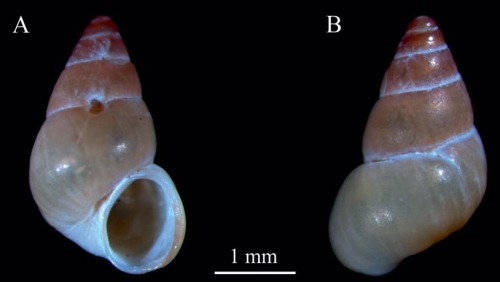 Rissoina nelsoni Grabau & King, 1928