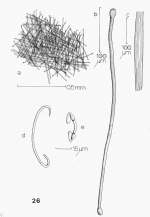Coelosphaera hechteli