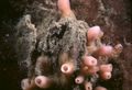 Porifera (sponges)