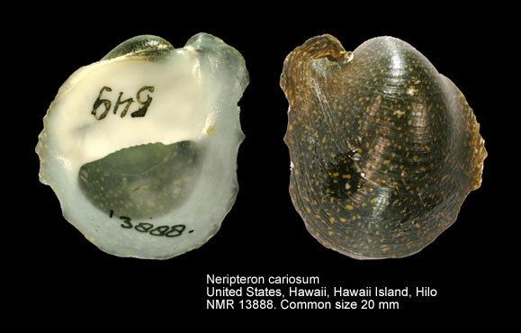 Neripteron cariosum