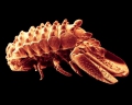 Crustacea (crustaceans)