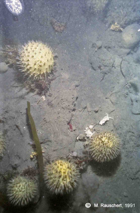 Sea-floor 77 m of depth Sea-floor 77 m of depth