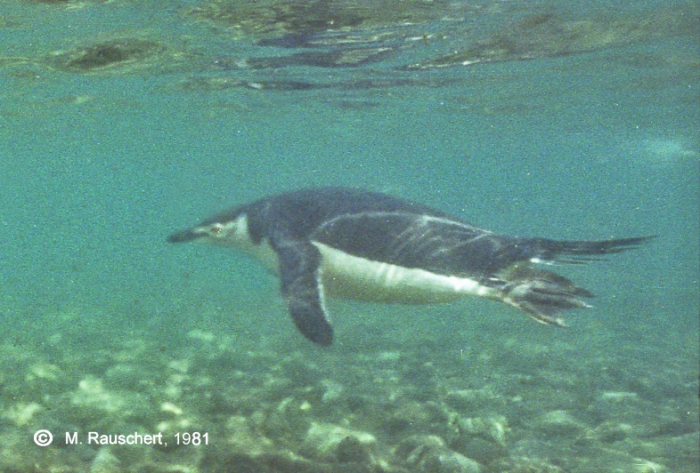 Pygoscelis antarctica under water