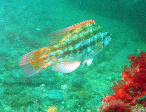 Symphodus (Crenilabrus) bailloni - (Baillon's wrasse) Symphodus (Crenilabrus) bailloni - (Baillon's wrasse)