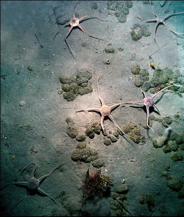 Muddy bottom in 50 m of depth Muddy bottom in 50 m of depth