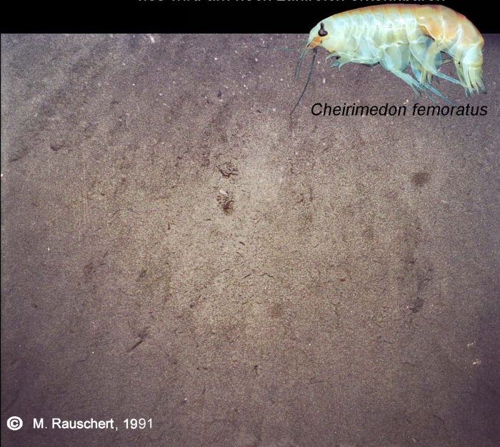 Destroyed macro fauna through an iceberg in a depth of 50 m Destroyed macro fauna through an iceberg in a depth of 50 m