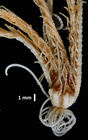 Antedon (=Erythrometra) rubra Holotype USNM 22643