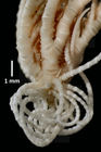 Antedon (=Erythrometra) rubra Holotype USNM 22643 closeup