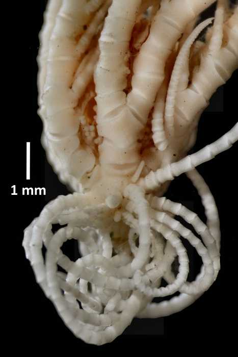 Antedon (=Erythrometra) rubra Holotype USNM 22643 closeup