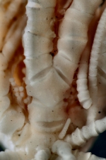 Antedon (=Erythrometra) rubra Holotype USNM 22643 ray base