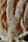 Antedon (=Erythrometra) rubra Holotype USNM 22643 ray base