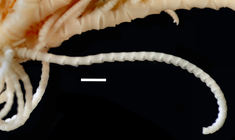 Antedon (=Erythrometra) rubra Holotype USNM 22643 cirrus
