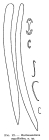 Burtonanchora myxilloides spicules