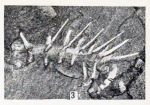 Canadia sparsa holotype photo from Walcott, 1931 (via Biodiversity Heritage Library)