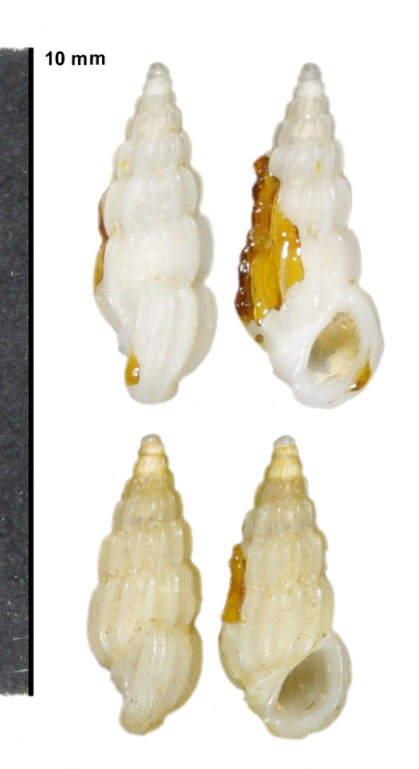 Rissoina duclosi Montrouzier in Souverbie & Montrouzier, 1866 Rissoina duclosi Montrouzier in Souverbie & Montrouzier, 1866