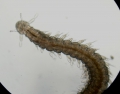 Polychaeta (bristle worms)