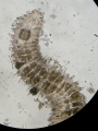 Polychaeta (bristle worms)