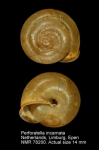 Hygromiidae
