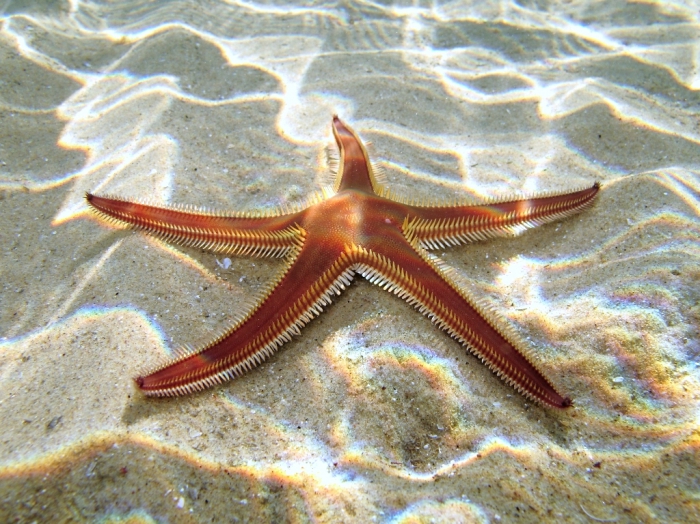 Astropecten bispinosus Astropecten bispinosus
