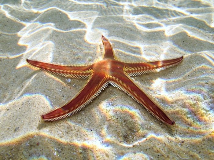 Astropecten bispinosus