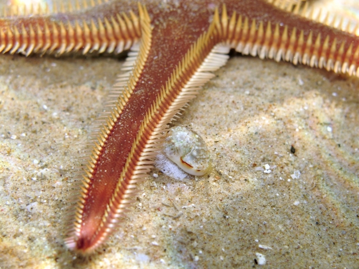 Astropecten bispinosus