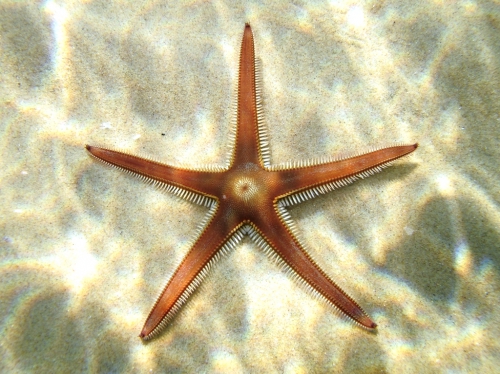 Astropecten bispinosus