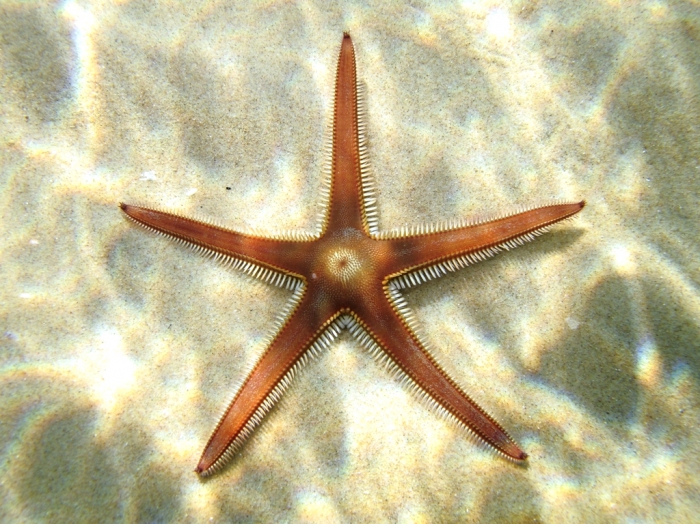 Astropecten bispinosus Astropecten bispinosus