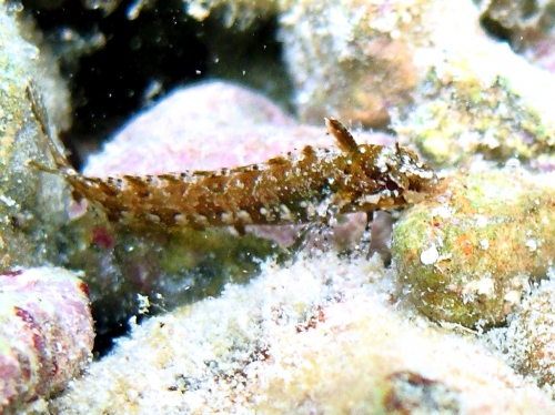 Clinitrachus argentatus