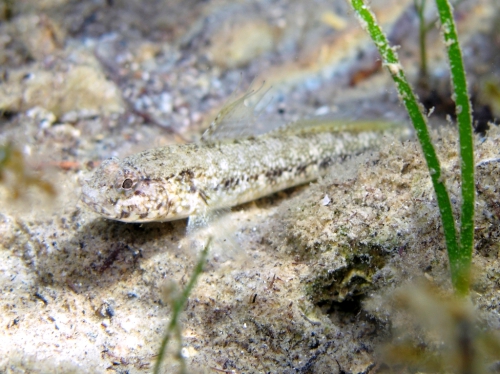 Gobius couchi (male)