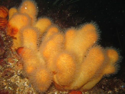 Alcyonium digitatum Linnaeus, 1758 Alcyonium digitatum Linnaeus, 1758
