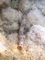 Echinodermata (echinoderms)