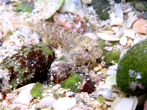 Gobius paganellus (juvenile)