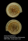 Anisus leucostomus