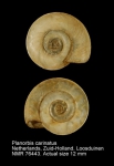 Planorbis carinatus