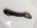 Echiura (spoon worms)