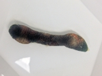 Hamingia arctica (Echiuran worm)